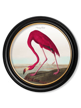 Load image into Gallery viewer, Round Framed Audubon&#39;s Birds of America Prints - Referenced From 1838 Hand Coloured Aubudon PrintsVintage Frog T/APictures &amp; Prints
