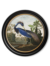 Load image into Gallery viewer, Round Framed Audubon&#39;s Heron Prints - Referenced From 1838 Hand Coloured Aubudon PrintVintage Frog T/APictures &amp; Prints
