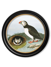 Load image into Gallery viewer, Round Framed Audubon&#39;s Puffin Print - Referenced From 1838 Hand Coloured Aubudon PrintVintage Frog T/APictures &amp; Prints
