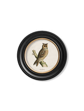 Load image into Gallery viewer, Round Framed British Owl Prints - Referenced From 1870s British Natural History IllustrationsVintage Frog T/APictures &amp; Prints
