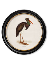 Load image into Gallery viewer, Round Framed British Wading Bird Prints - Referenced From 1800s British Natural History IllustrationsVintage Frog T/APictures &amp; Prints
