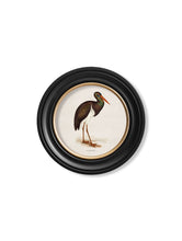 Load image into Gallery viewer, Round Framed British Wading Bird Prints - Referenced From 1800s British Natural History IllustrationsVintage Frog T/APictures &amp; Prints
