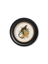 Load image into Gallery viewer, Round Framed Collection of Primates Prints - Referenced From 1910 IllustrationsVintage Frog T/APictures &amp; Prints
