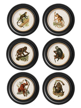 Load image into Gallery viewer, Round Framed Collection of Primates Prints - Referenced From 1910 IllustrationsVintage Frog T/APictures &amp; Prints
