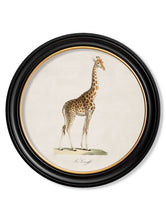 Load image into Gallery viewer, Round Framed Giraffe Print - Referenced from an 1800s French IllustrationVintage FrogPictures &amp; Prints
