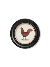 Load image into Gallery viewer, Round Framed Jungle Fowl Chicken Prints - Referenced From 1800s British Natural History IllustrationsVintage Frog T/APictures &amp; Prints
