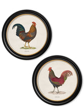 Load image into Gallery viewer, Round Framed Jungle Fowl Chicken Prints - Referenced From 1800s British Natural History IllustrationsVintage Frog T/APictures &amp; Prints
