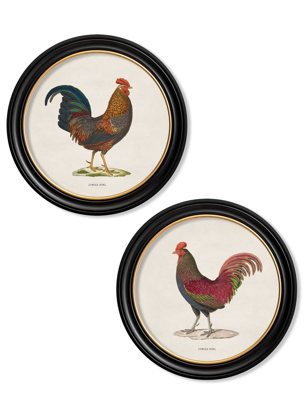 Round Framed Jungle Fowl Chicken Prints - Referenced From 1800s British Natural History IllustrationsVintage Frog T/APictures & Prints