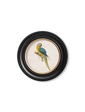 Load image into Gallery viewer, Round Framed Macaw Prints - Referenced From Illustrations of WT Greene From The Early 1800sVintage Frog T/APictures &amp; Prints
