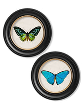 Load image into Gallery viewer, Round Framed Studies of Tropical Butterfly Prints - Referenced From The Work of an 1800s NaturalistVintage FrogPictures &amp; Prints
