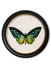 Load image into Gallery viewer, Round Framed Studies of Tropical Butterfly Prints - Referenced From The Work of an 1800s NaturalistVintage FrogPictures &amp; Prints
