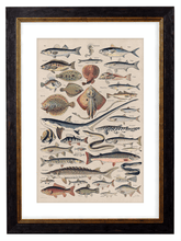 Load image into Gallery viewer, Sea Creatures, Classic Vintage Fish Illustrated Chart by Adolphe Millot - 1900s Artwork Print. Framed Wall Art PictureVintage Frog T/APictures &amp; Prints
