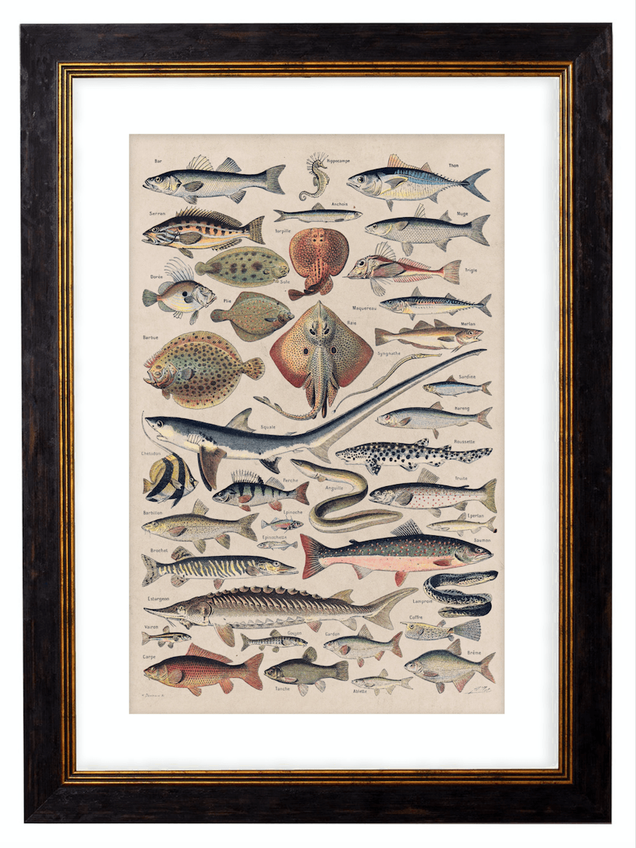 Sea Creatures, Classic Vintage Fish Illustrated Chart by Adolphe Millot - 1900s Artwork Print. Framed Wall Art PictureVintage Frog T/APictures & Prints