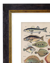 Load image into Gallery viewer, Sea Creatures, Classic Vintage Fish Illustrated Chart by Adolphe Millot - 1900s Artwork Print. Framed Wall Art PictureVintage Frog T/APictures &amp; Prints
