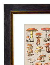 Load image into Gallery viewer, Sea Creatures, Classic Vintage Fish Illustrated Chart by Adolphe Millot - 1900s Artwork Print. Framed Wall Art PictureVintage Frog T/APictures &amp; Prints
