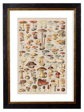 Load image into Gallery viewer, Sea Creatures, Classic Vintage Fish Illustrated Chart by Adolphe Millot - 1900s Artwork Print. Framed Wall Art PictureVintage Frog T/APictures &amp; Prints
