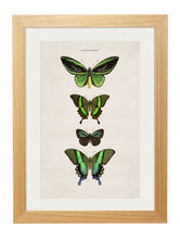 Load image into Gallery viewer, Set of Tropical Butterfly Prints - Referenced From Illustrations of The Early 1800s EntomologistsVintage Frog T/APictures &amp; Prints
