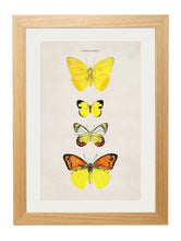 Load image into Gallery viewer, Set of Tropical Butterfly Prints - Referenced From Illustrations of The Early 1800s EntomologistsVintage Frog T/APictures &amp; Prints
