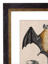 Load image into Gallery viewer, Study of a Bat, Print of Vintage Illustrated Bat- 1900s Artwork Print. Framed Wall Art PictureVintage Frog T/APictures &amp; Prints
