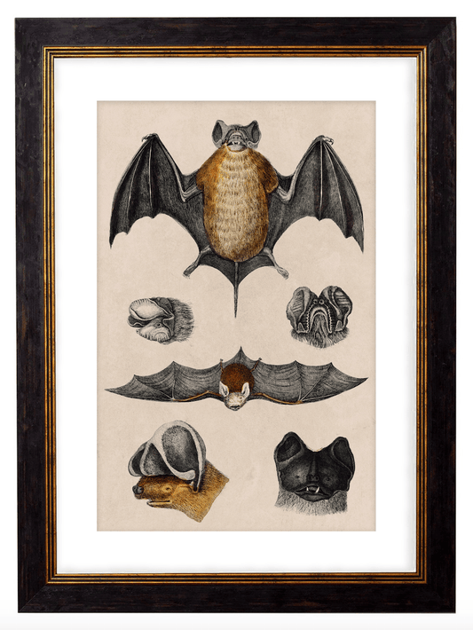 Study of a Bat, Print of Vintage Illustrated Bat- 1900s Artwork Print. Framed Wall Art PictureVintage Frog T/APictures & Prints