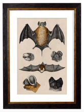 Load image into Gallery viewer, Study of a Bat, Print of Vintage Illustrated Bat- 1900s Artwork Print. Framed Wall Art PictureVintage Frog T/APictures &amp; Prints
