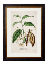 Load image into Gallery viewer, Tea, Coffee &amp; Chocolate Plant Prints - Referenced From Beautiful Hand Coloured Prints From The 1800sVintage Frog T/APictures &amp; Prints
