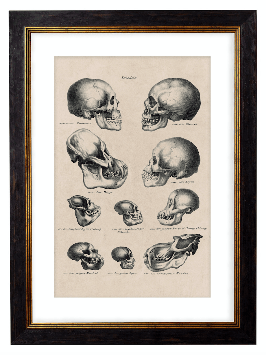 The Human & Monkey Skull Evolution - Antique Drawing Artwork Print. Framed Wall Art PictureVintage Frog T/APictures & Prints