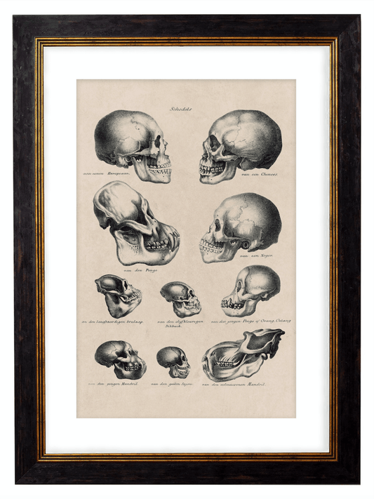 The Human & Monkey Skull Evolution - Antique Drawing Artwork Print. Framed Wall Art PictureVintage Frog T/APictures & Prints