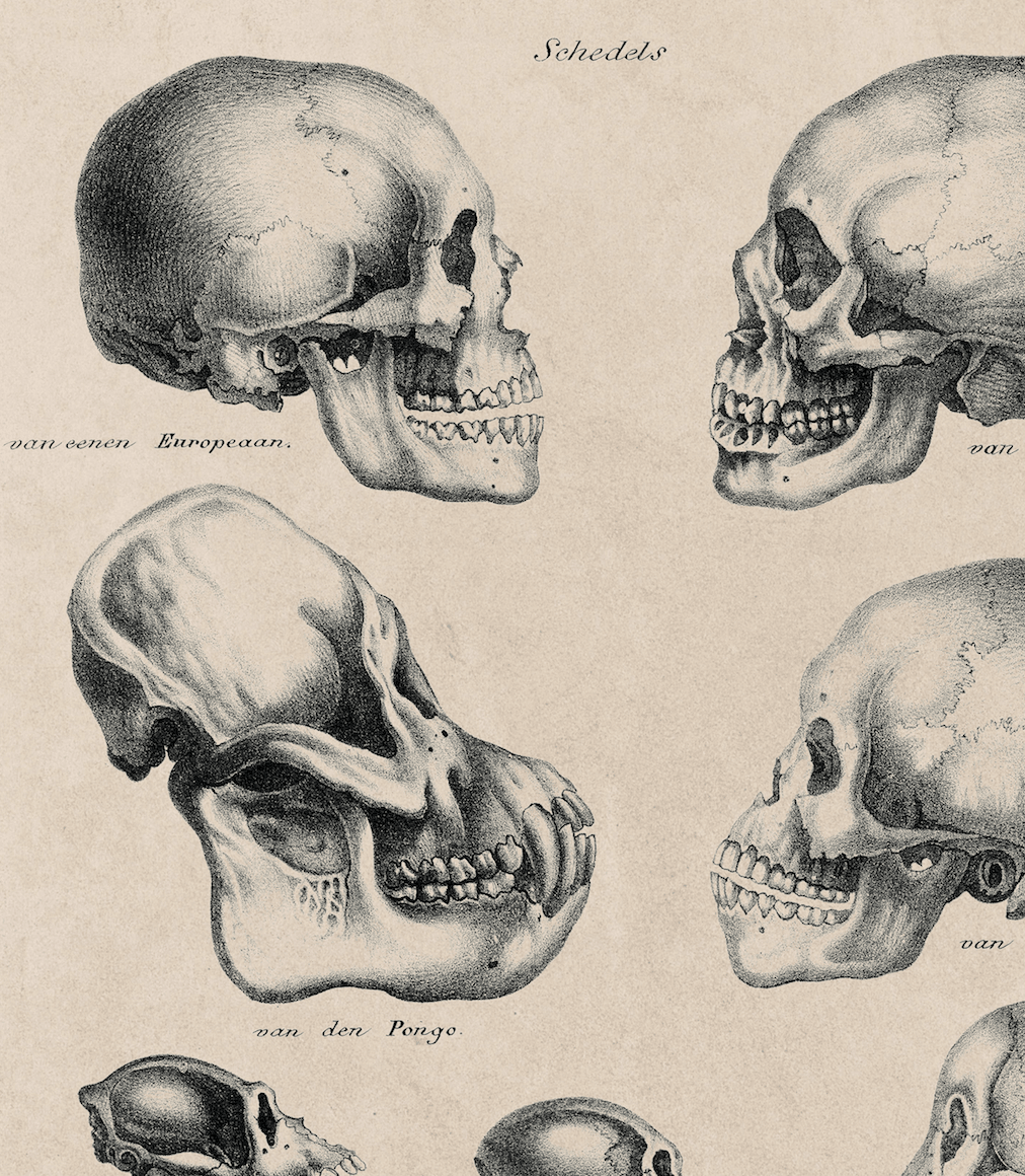 The Human & Monkey Skull Evolution - Antique Drawing Artwork Print. Framed Wall Art PictureVintage Frog T/APictures & Prints