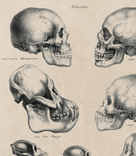 Load image into Gallery viewer, The Human &amp; Monkey Skull Evolution - Antique Drawing Artwork Print. Framed Wall Art PictureVintage Frog T/APictures &amp; Prints
