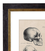 Load image into Gallery viewer, The Human &amp; Monkey Skull Evolution - Antique Drawing Artwork Print. Framed Wall Art PictureVintage Frog T/APictures &amp; Prints
