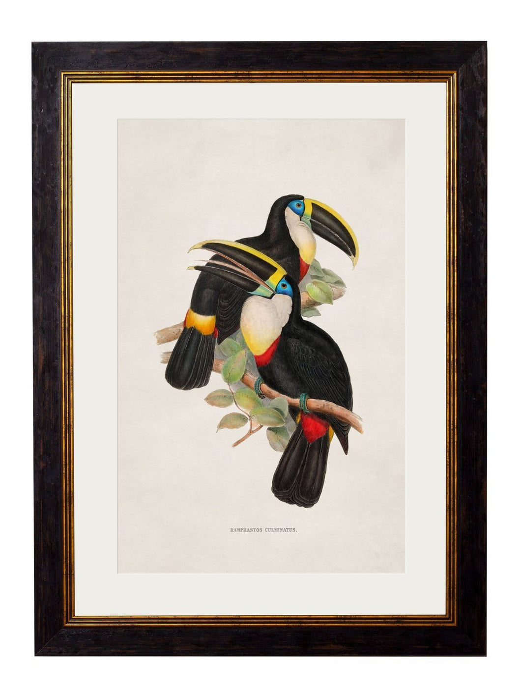 Toucan Prints - Referenced From Beautiful Hand Coloured 1800s PrintsVintage Frog T/APictures & Prints