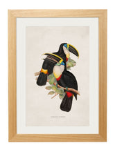 Load image into Gallery viewer, Toucan Prints - Referenced From Beautiful Hand Coloured 1800s PrintsVintage Frog T/APictures &amp; Prints
