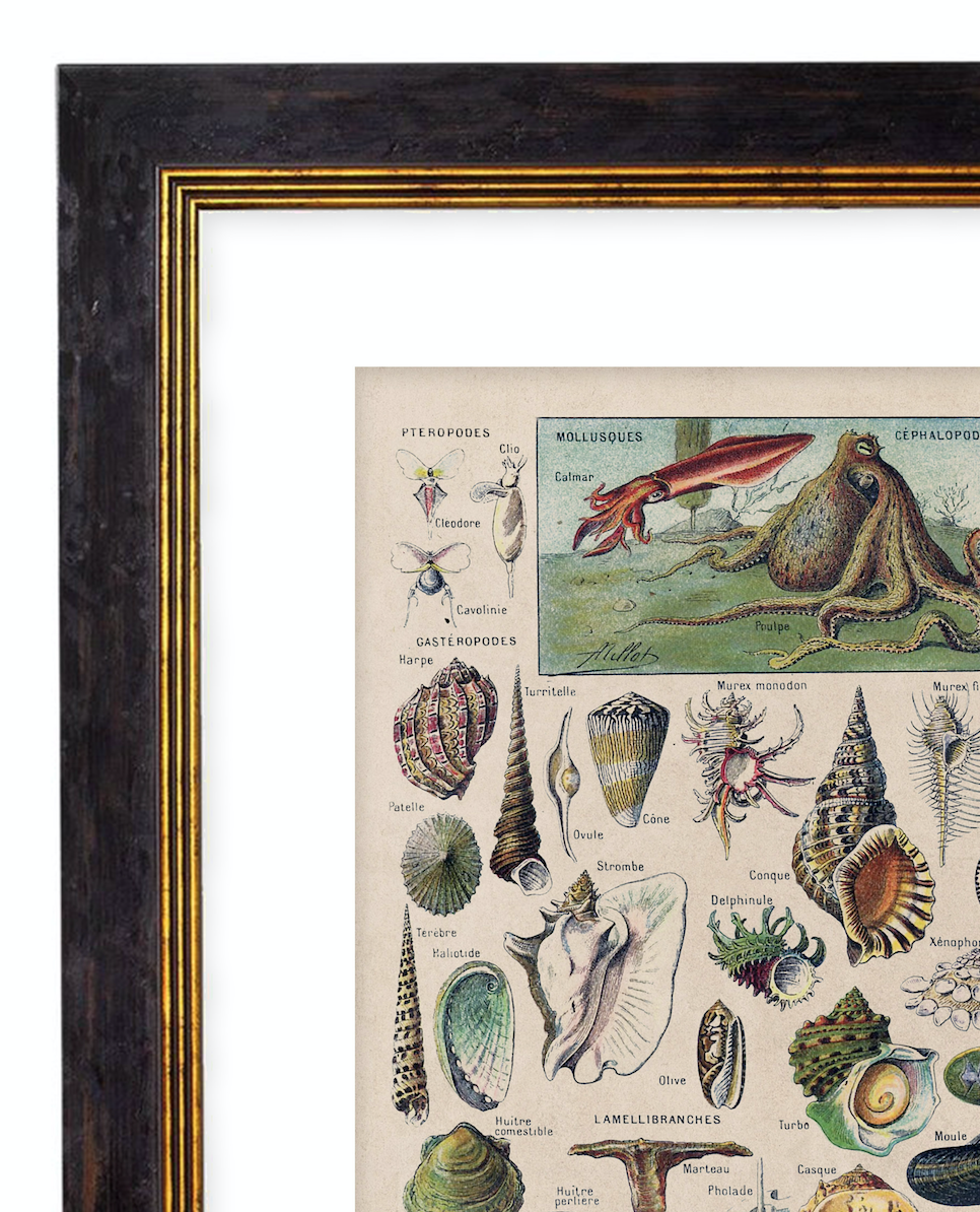Vegetables, Classic Vintage Vegetable Illustrated Chart by Adolphe Millot - 1900s Artwork Print. Framed Wall Art PictureVintage Frog T/APictures & Prints