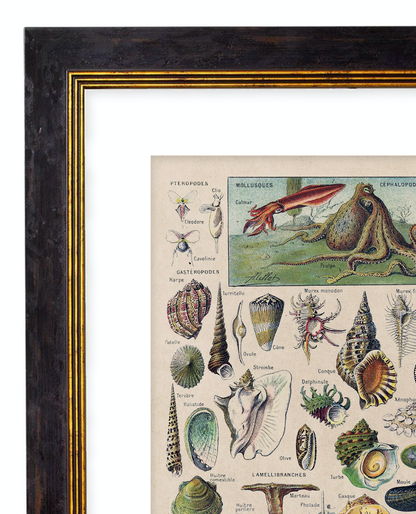 Vegetables, Classic Vintage Vegetable Illustrated Chart by Adolphe Millot - 1900s Artwork Print. Framed Wall Art PictureVintage Frog T/APictures & Prints