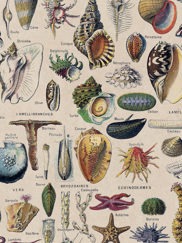 Vegetables, Classic Vintage Vegetable Illustrated Chart by Adolphe Millot - 1900s Artwork Print. Framed Wall Art PictureVintage Frog T/APictures & Prints