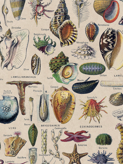 Vegetables, Classic Vintage Vegetable Illustrated Chart by Adolphe Millot - 1900s Artwork Print. Framed Wall Art PictureVintage Frog T/APictures & Prints