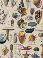 Load image into Gallery viewer, Vegetables, Classic Vintage Vegetable Illustrated Chart by Adolphe Millot - 1900s Artwork Print. Framed Wall Art PictureVintage Frog T/APictures &amp; Prints
