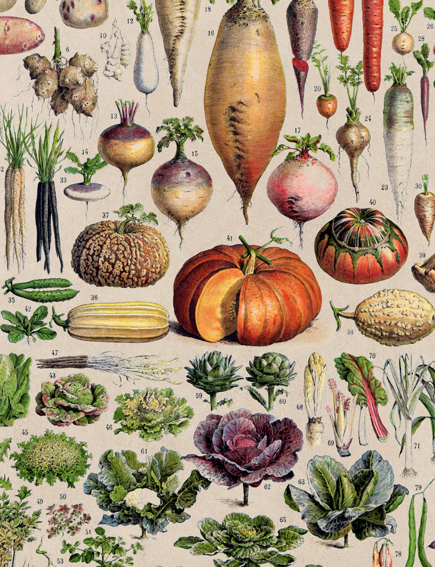 Vegetables, Classic Vintage Vegetable Illustrated Chart by Adolphe Millot - 1900s Artwork Print. Framed Wall Art PictureVintage Frog T/APictures & Prints