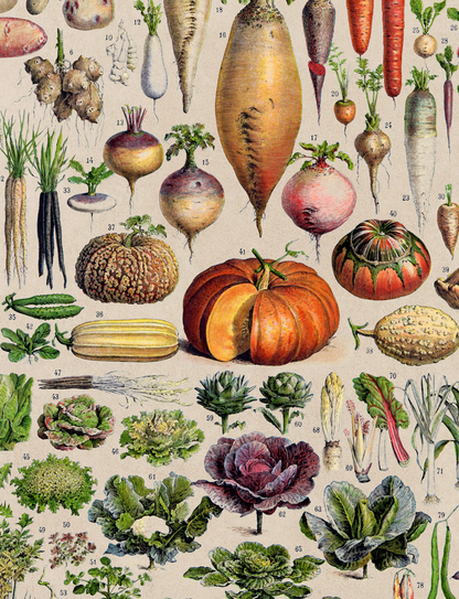 Vegetables, Classic Vintage Vegetable Illustrated Chart by Adolphe Millot - 1900s Artwork Print. Framed Wall Art PictureVintage Frog T/APictures & Prints