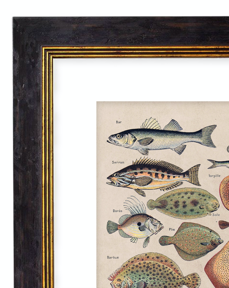 Vegetables, Classic Vintage Vegetable Illustrated Chart by Adolphe Millot - 1900s Artwork Print. Framed Wall Art PictureVintage Frog T/APictures & Prints