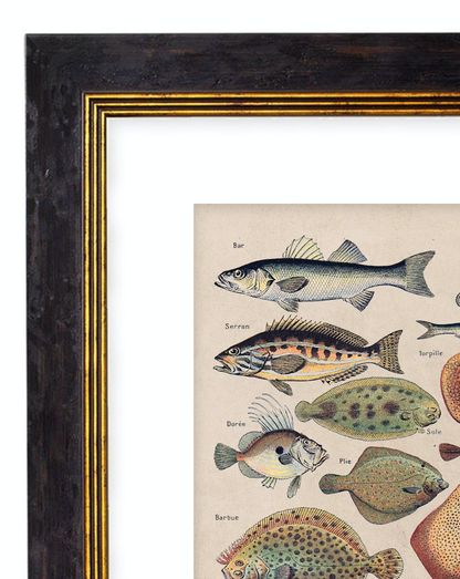 Vegetables, Classic Vintage Vegetable Illustrated Chart by Adolphe Millot - 1900s Artwork Print. Framed Wall Art PictureVintage Frog T/APictures & Prints