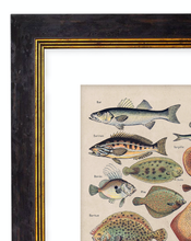 Load image into Gallery viewer, Vegetables, Classic Vintage Vegetable Illustrated Chart by Adolphe Millot - 1900s Artwork Print. Framed Wall Art PictureVintage Frog T/APictures &amp; Prints
